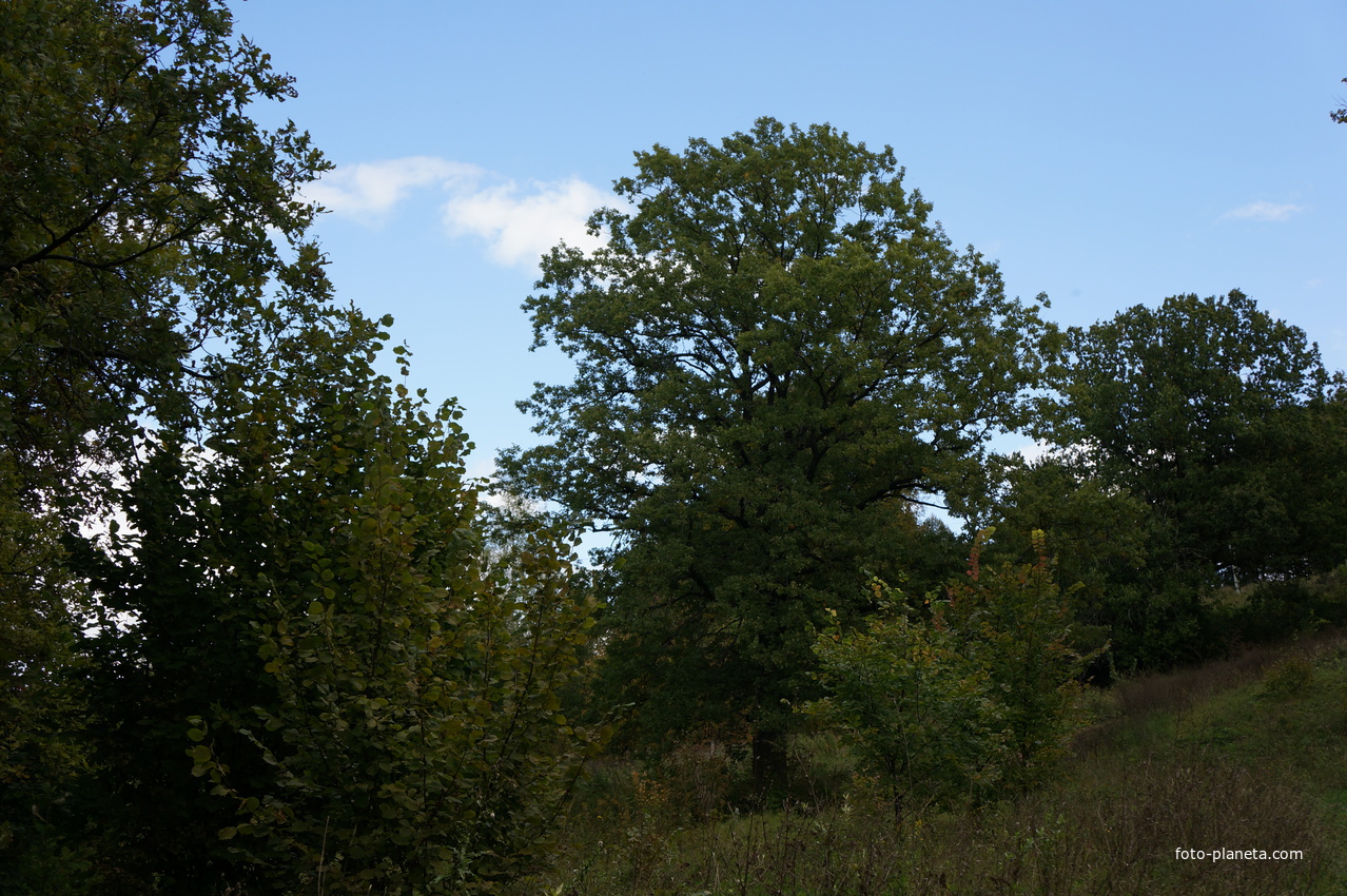 Каширский лес у Оки