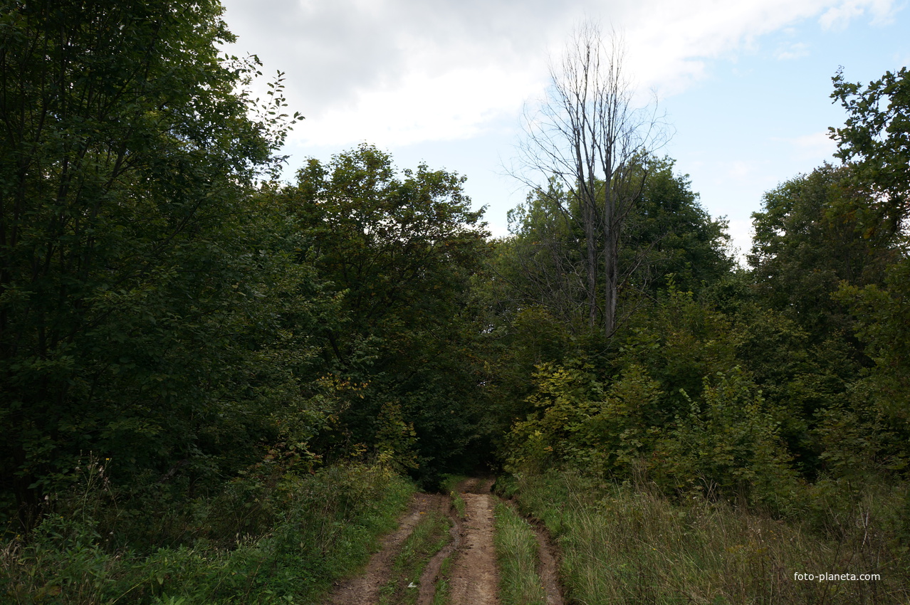 Каширский лес у Оки