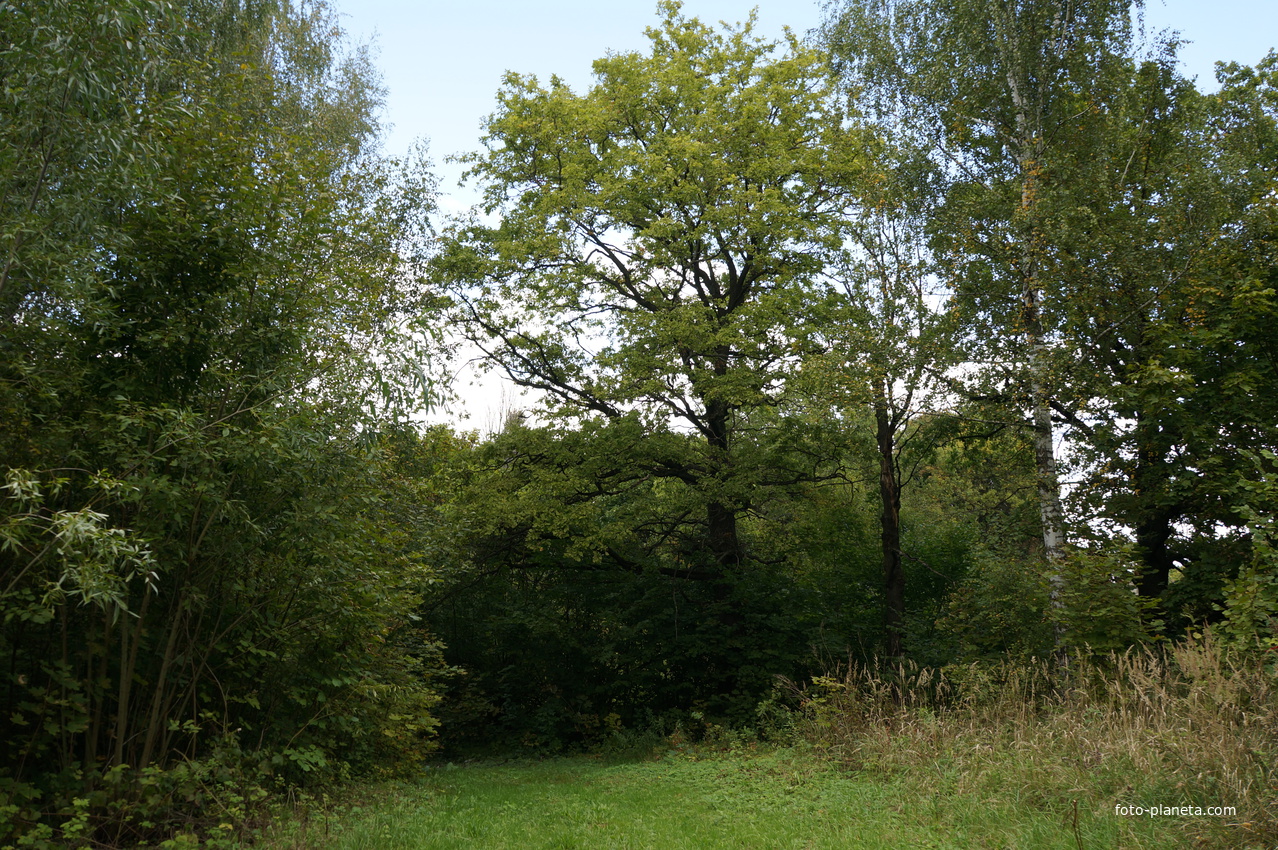 Каширский лес у Оки