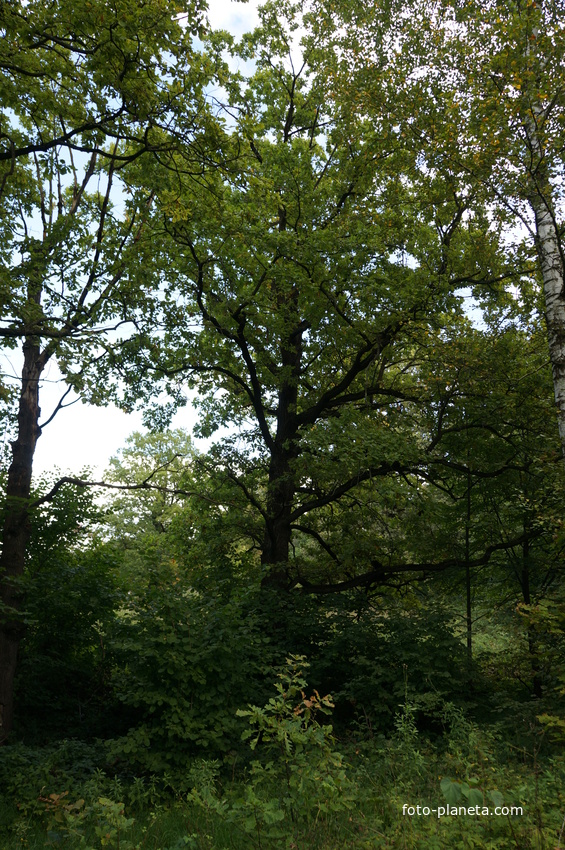 Каширский лес у Оки