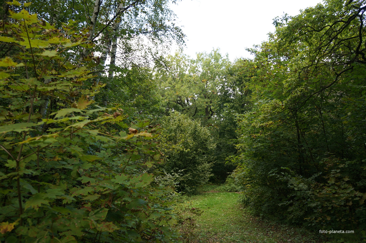 Каширский лес у Оки