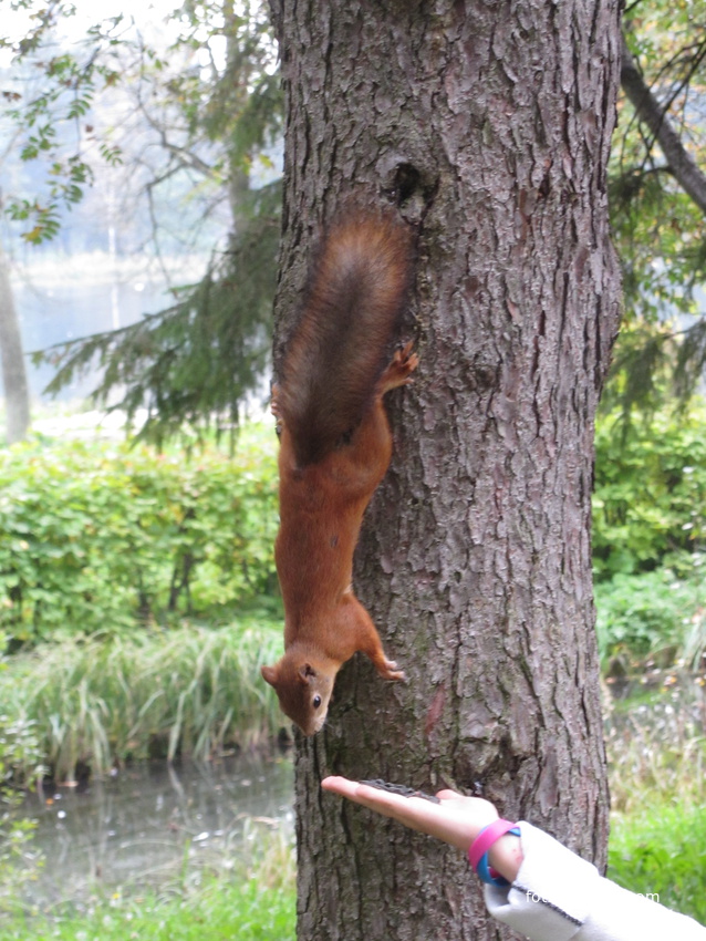 Природа в дворцовом парке Гатчины