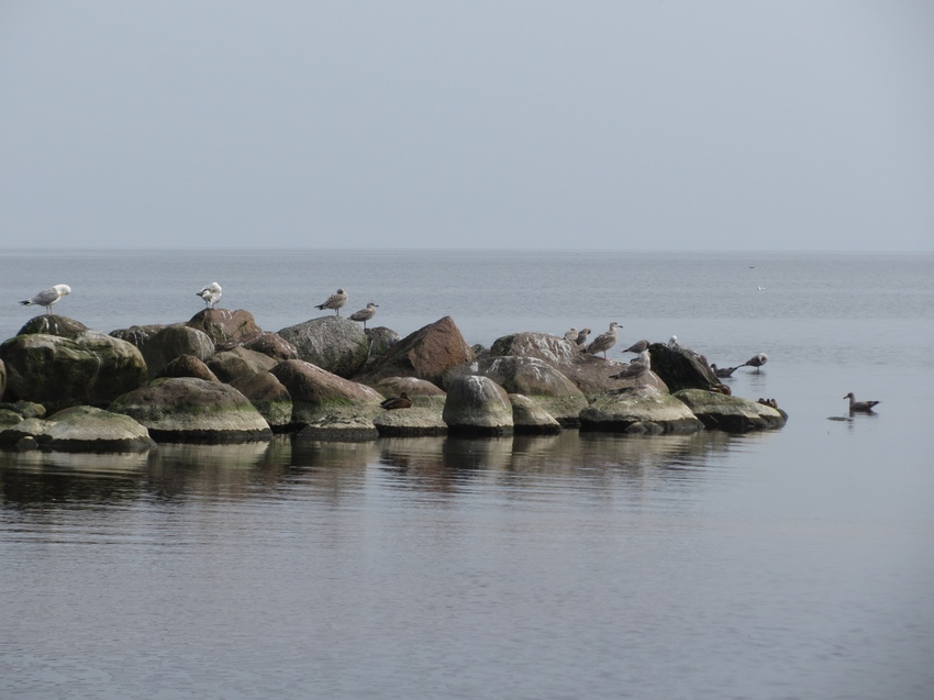 берег Финского залива в Силламяэ