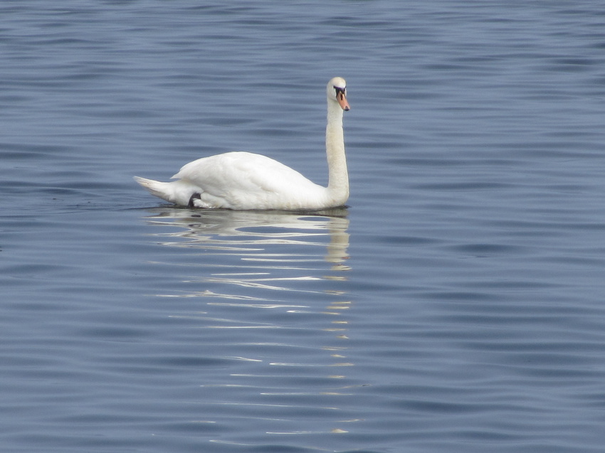 берег Финского залива в Силламяэ