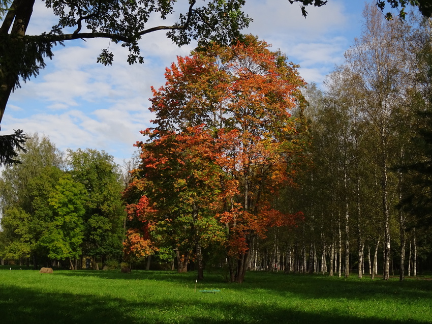 Луг в Александровском парке