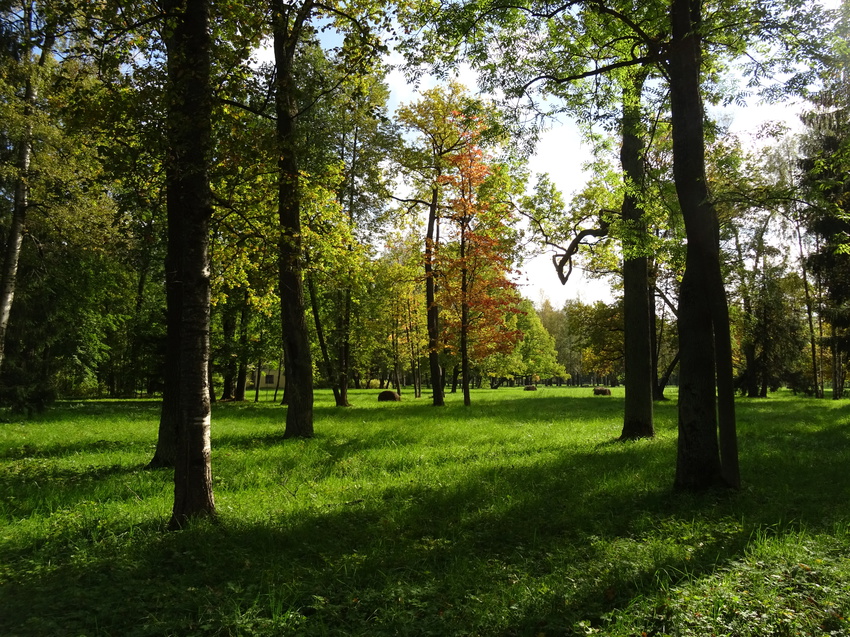 Луг в Александровском парке