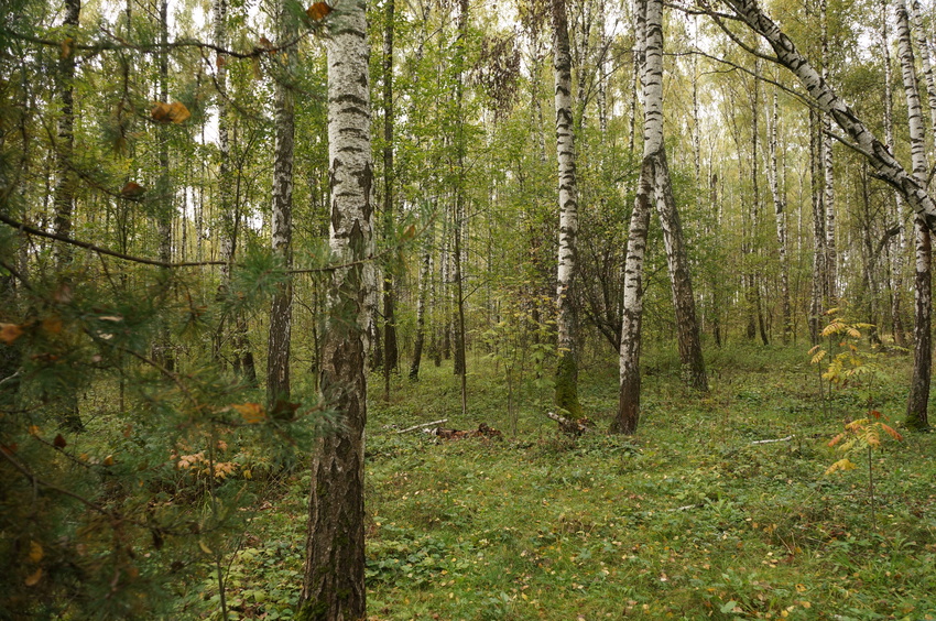 Лес у деревни Белыхино (сентябрь 2016)