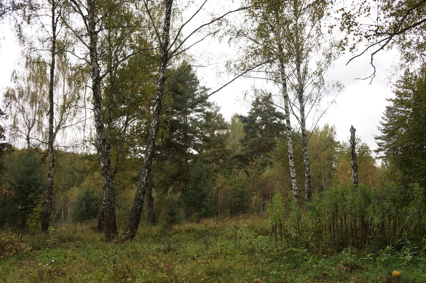 Лес у деревни Белыхино (сентябрь 2016)