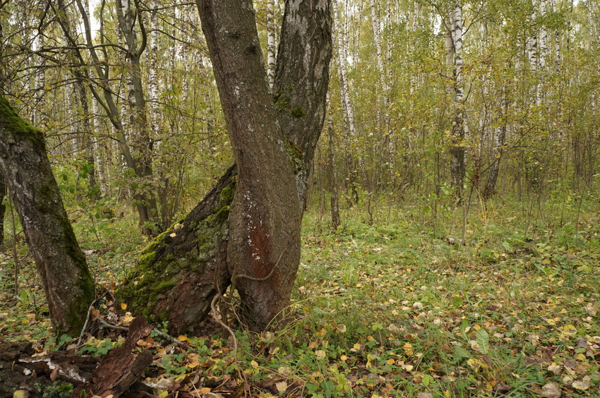 Лес у деревни Белыхино