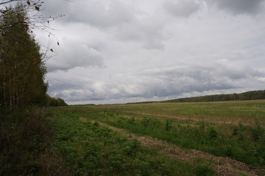 Поле у деревни Белыхино