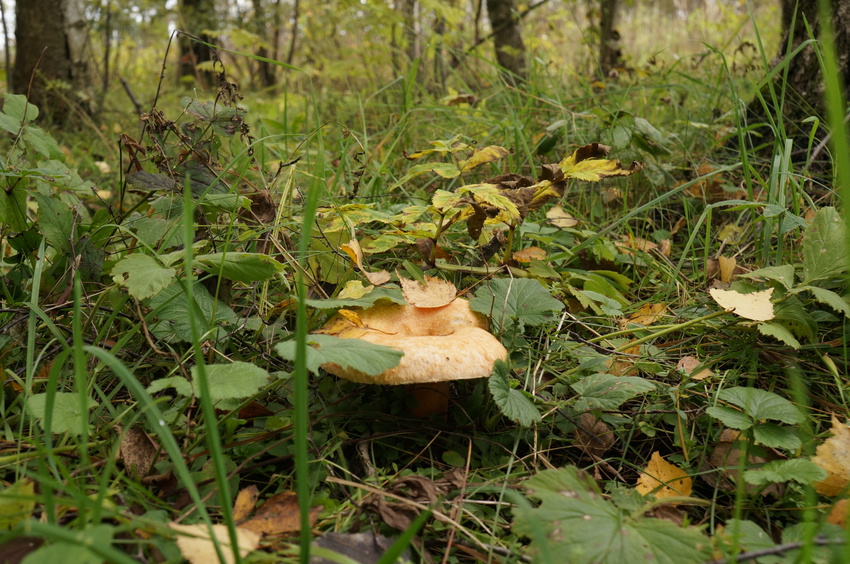 Лес у Белыхино