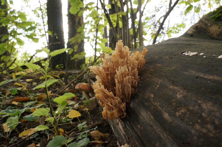 Лес в Белыхино