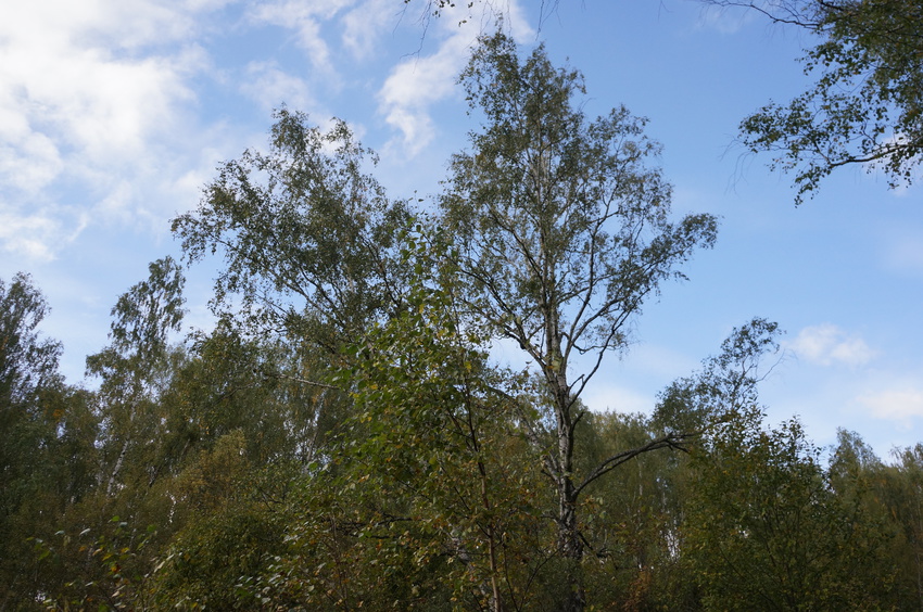 Лес в Белыхино