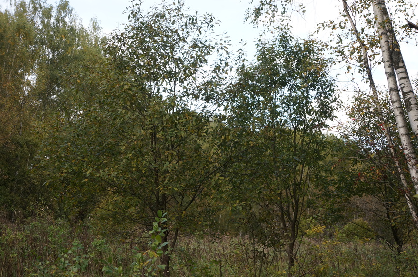 Лес в Белыхино