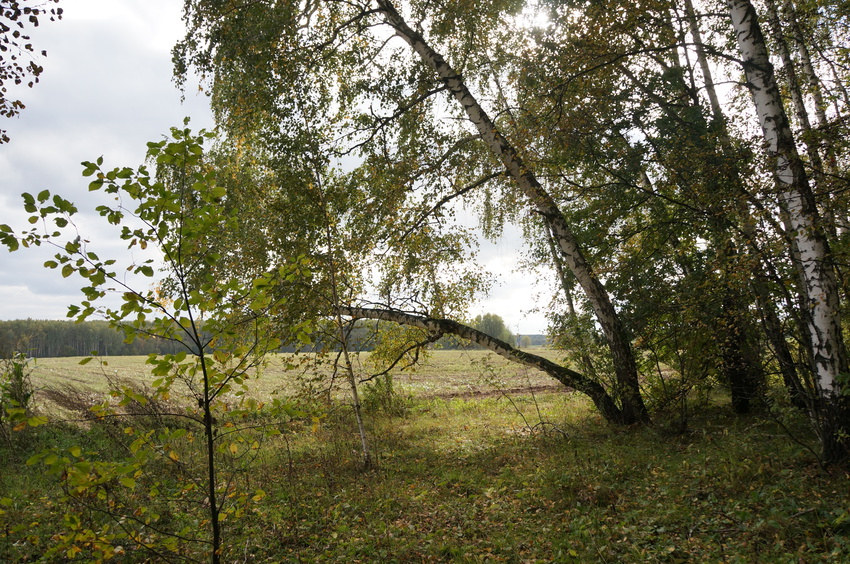 Поле в Белыхино