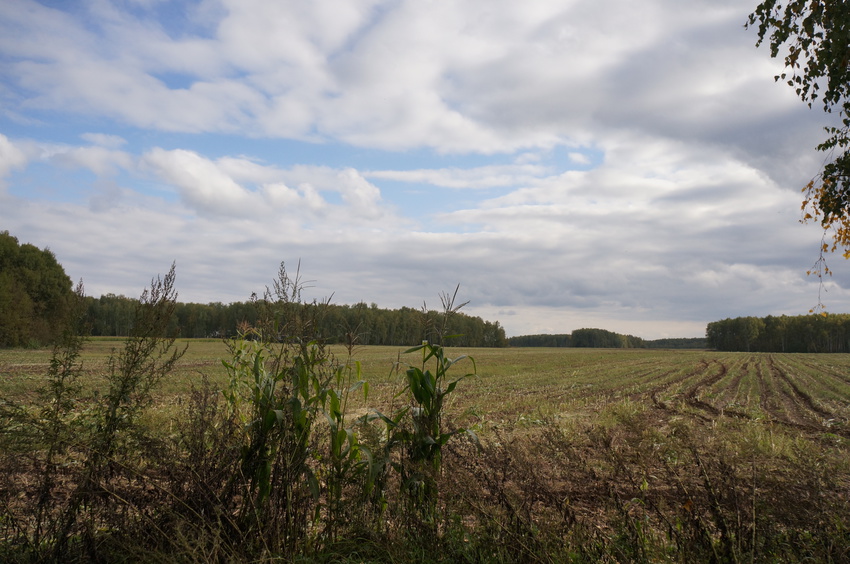 Поле в Белыхино