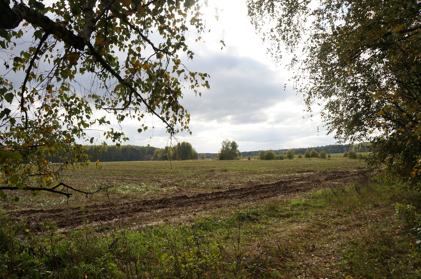 Поле в Белыхино