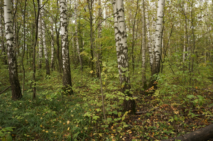 Лес в Белыхино