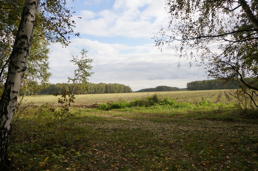 Поле в Белыхино