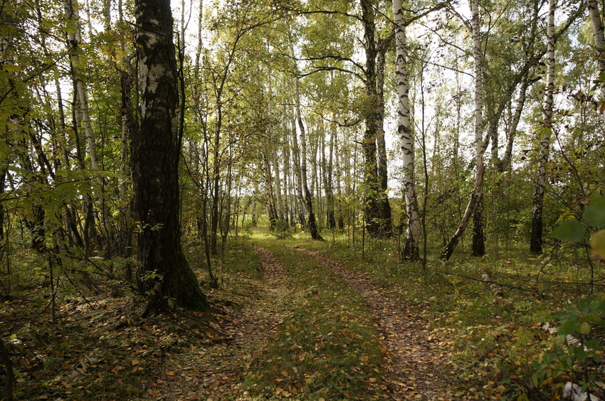 Поле в Белыхино