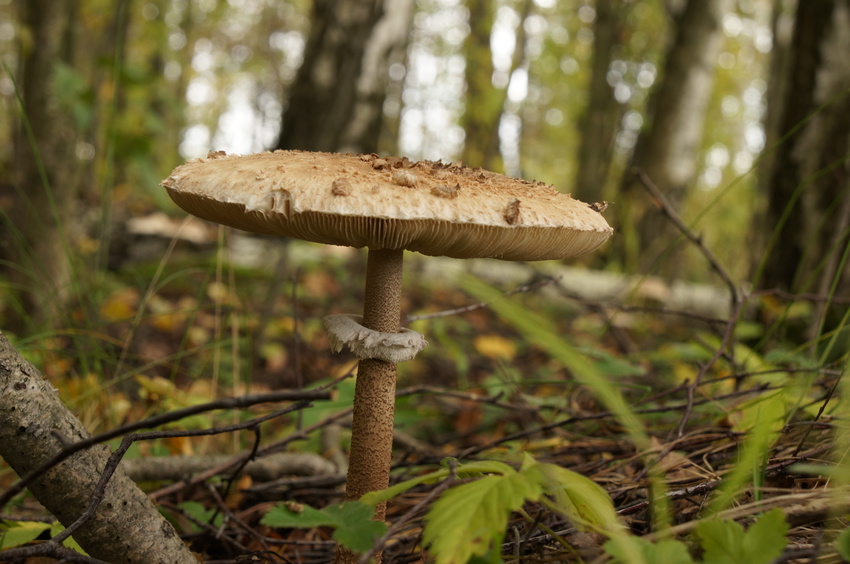 Природа Белыхино