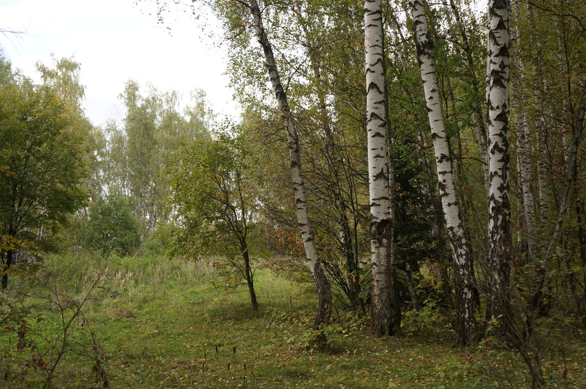 Природа Белыхино