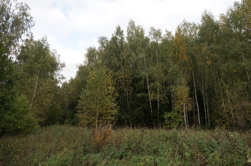 Лес в Карпово