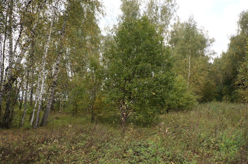 Лес в Карпово