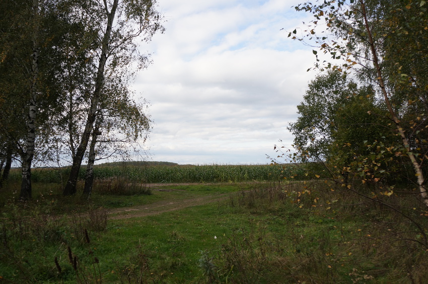 Кукурузное поле