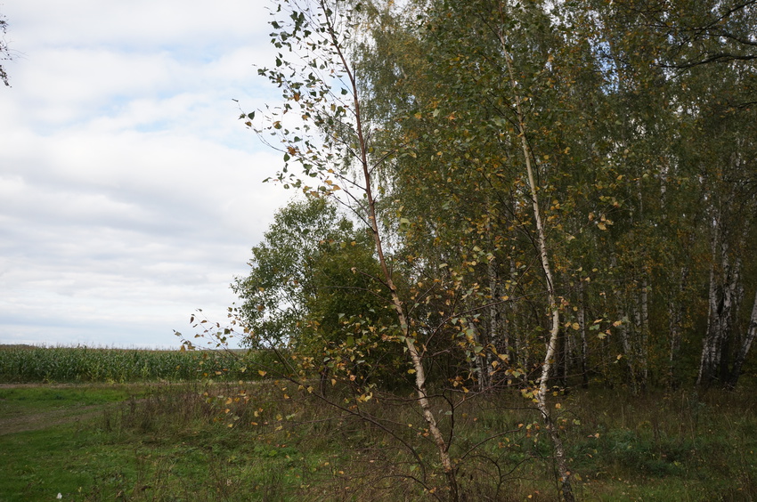 Лес в Карпово