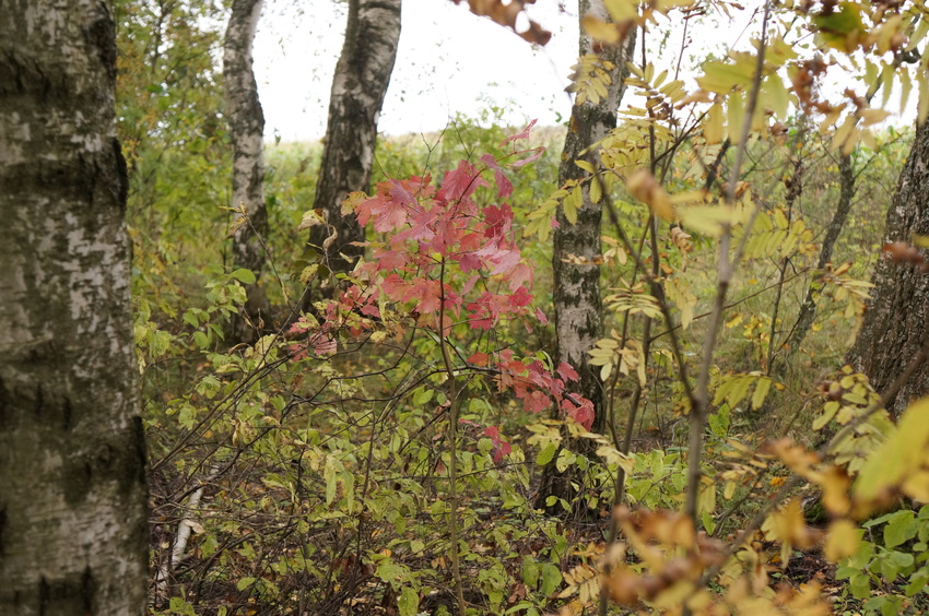 Лес в Белыхино