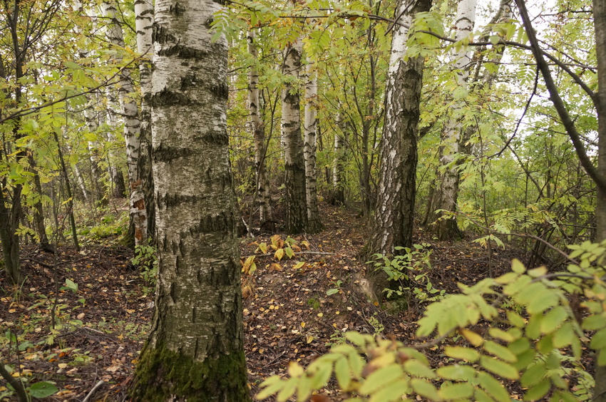 Лес в Белыхино