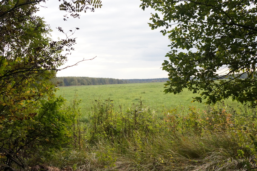 Поле в Белыхино
