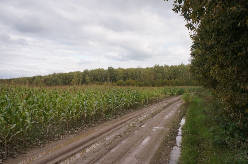 Кукурузное поле