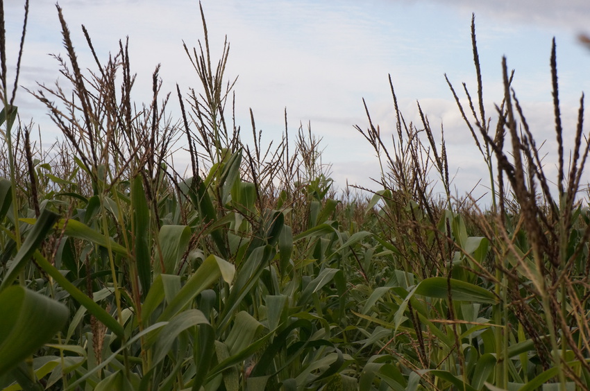 Поле кукурузы