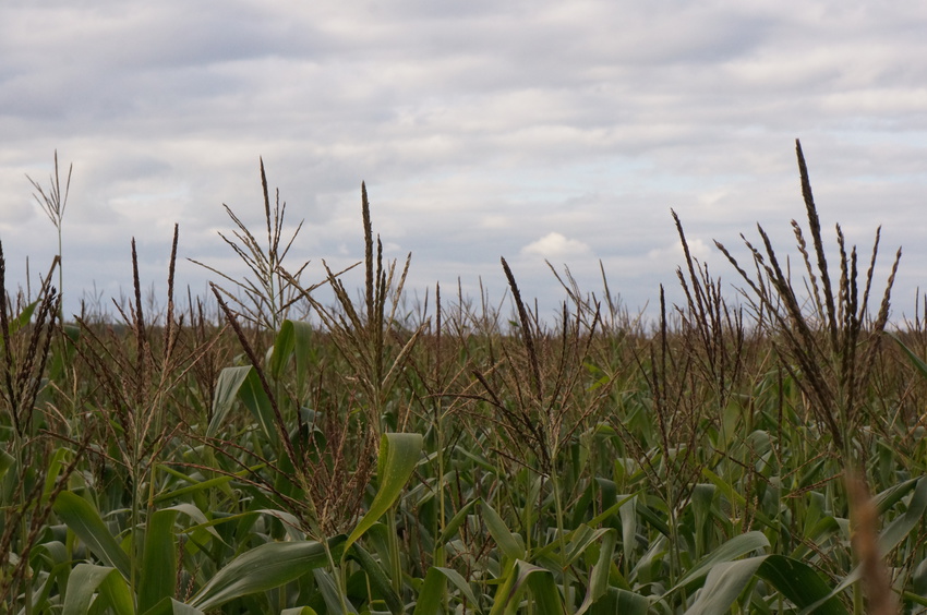 Поле кукурузы