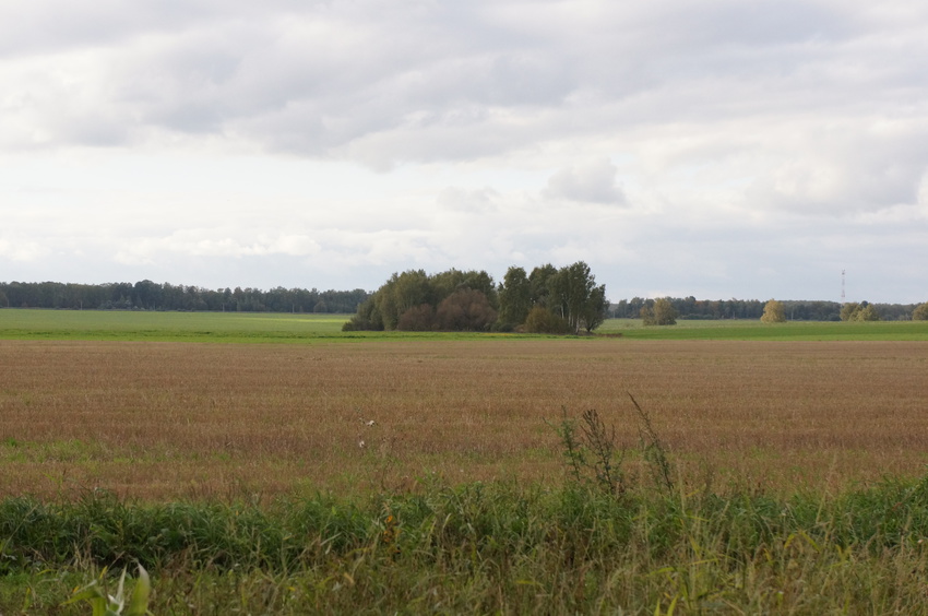 Островок в поле