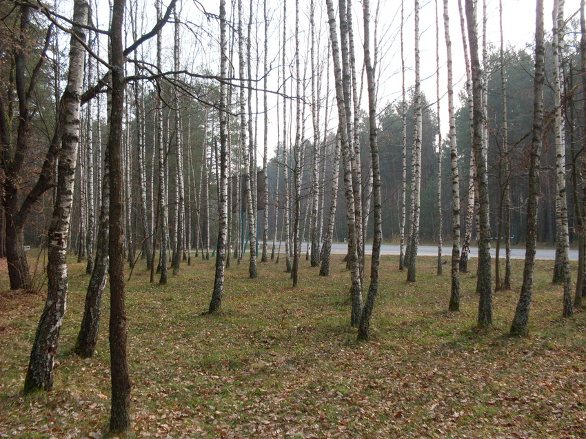 Баранівський ліс