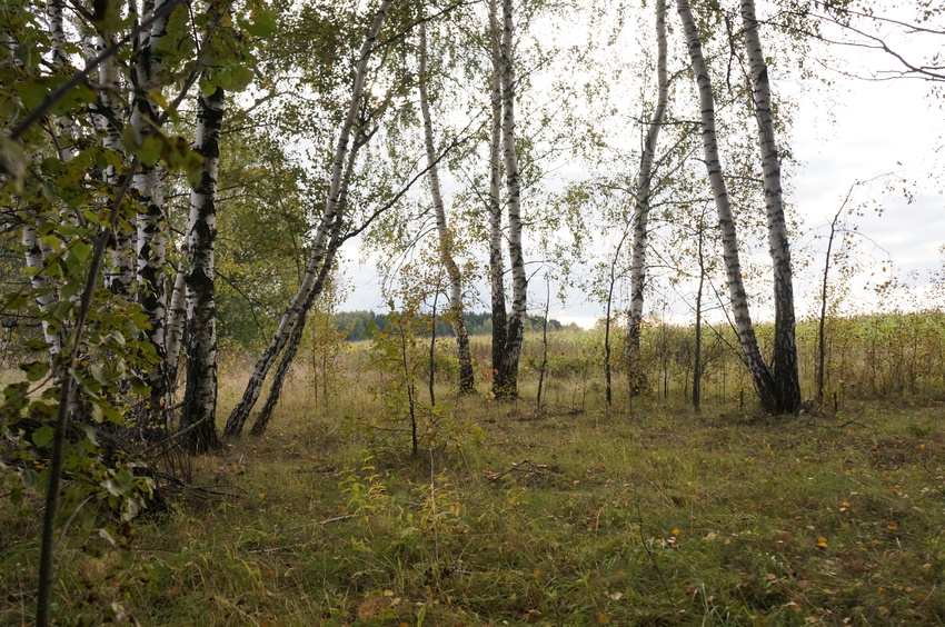 Лес в Белыхино