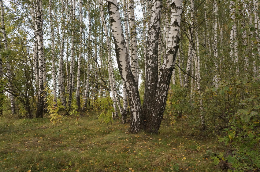 Лес в Белыхино