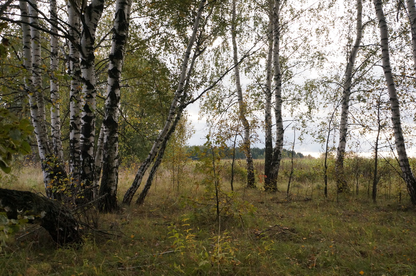 Лес в Белыхино