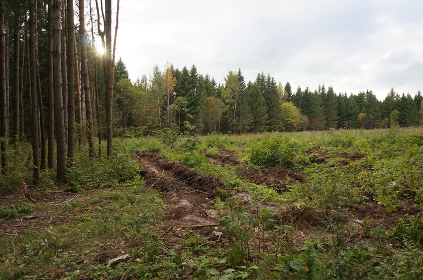 Лес в Белыхино