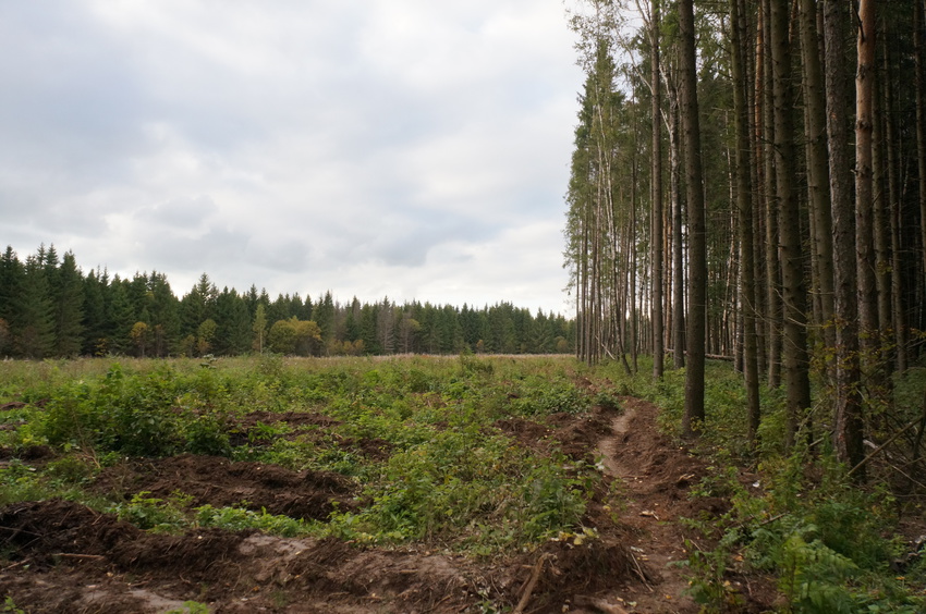 Лес в Белыхино