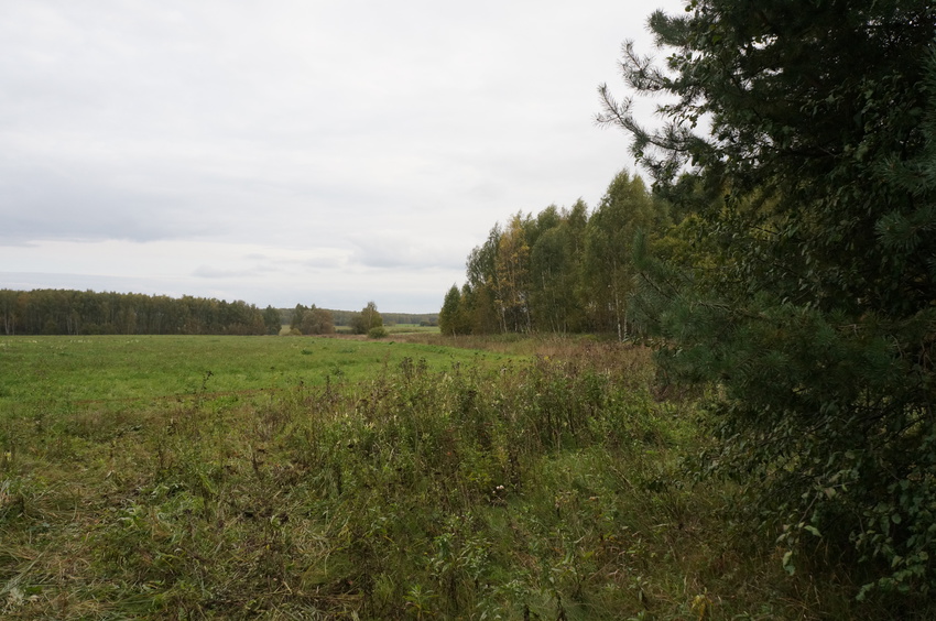 Лес в Белыхино