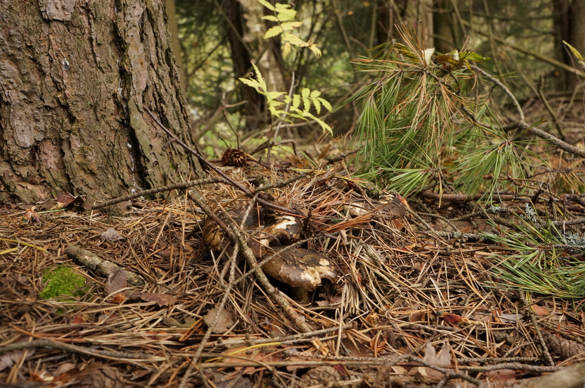 Еловник в Белыхино
