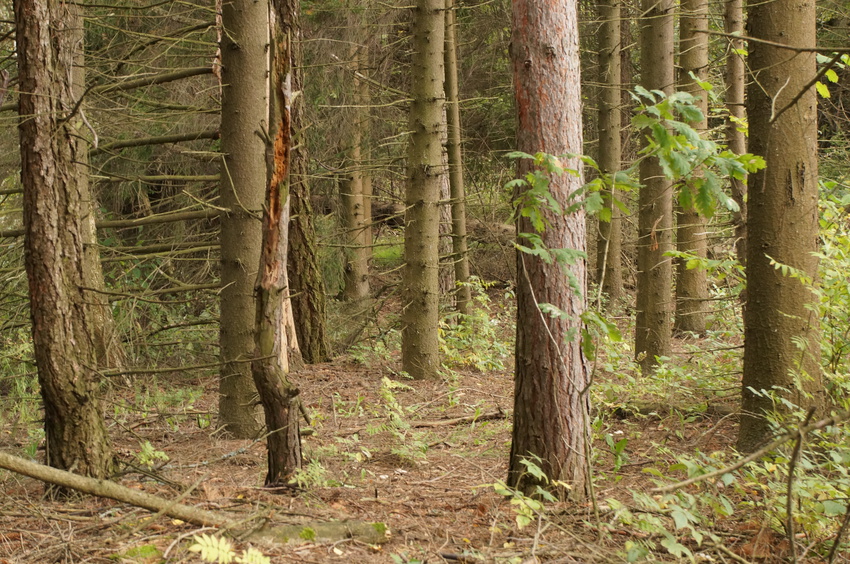 Еловник в Белыхино