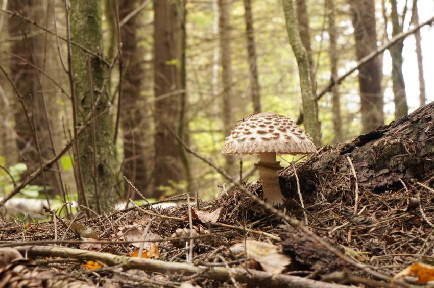 Еловник в Белыхино