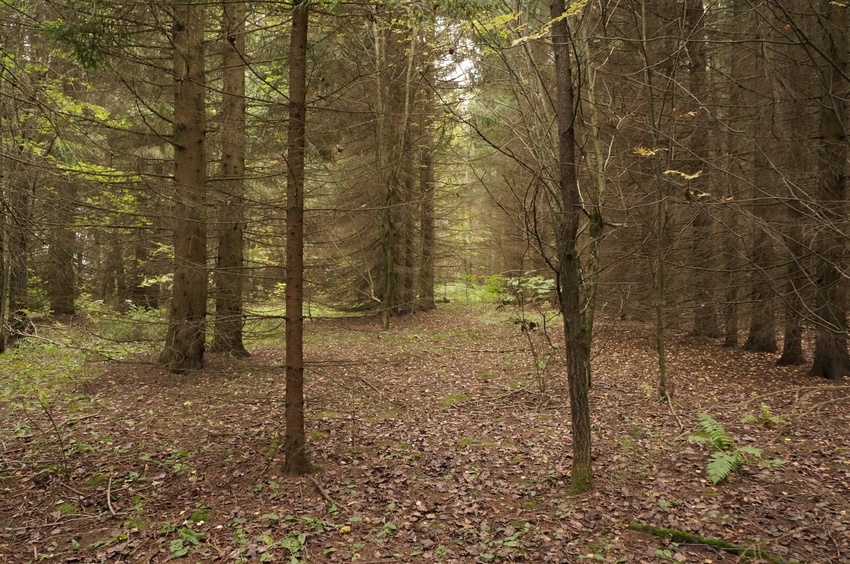 Еловник в Белыхино