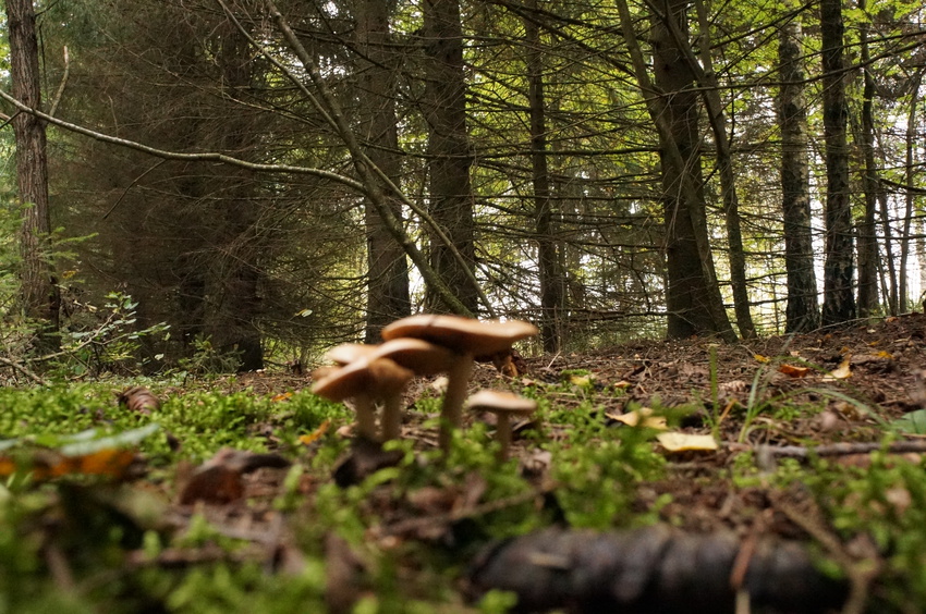 Еловник в Белыхино