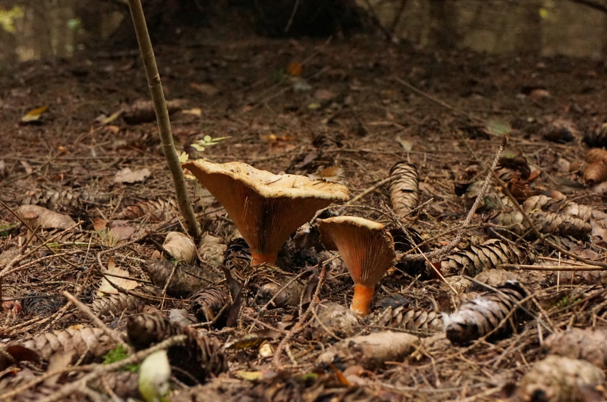 Еловник в Белыхино